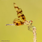 Halloween pennant dragonfly