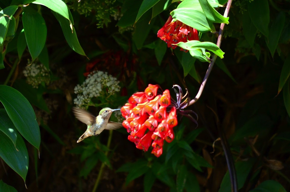 Volcano Hummingbird