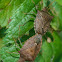 One-spotted stink bugs (mating)