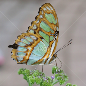 Malachite butterfly  by Paul Wyman - Animals Insects & Spiders