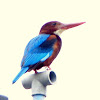 Smyrna Kingfisher