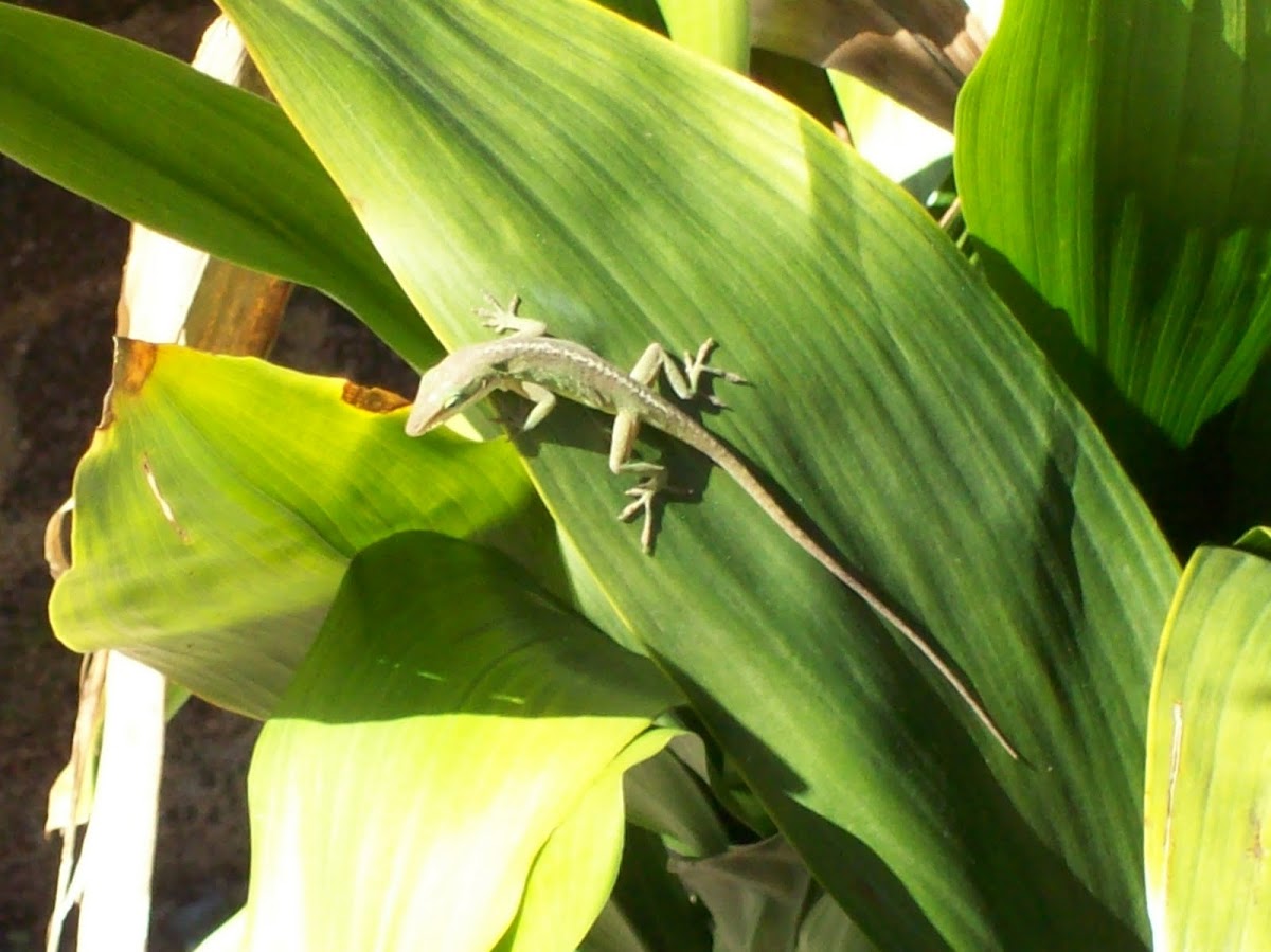 Green anole on cast iron plant