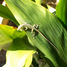 Green anole on cast iron plant