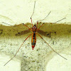 Crane Fly