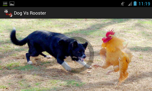 Dog Vs Rooster