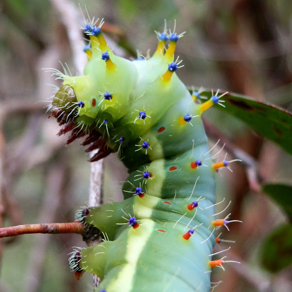 Emperor Gum Moth caterpillar Project Noah