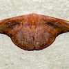 Hook-Tip Moth