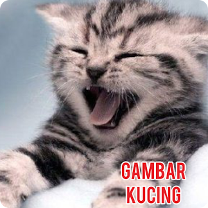 Download Wallpaper Kucing Lucu Gratis Wallpaper Typo