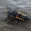 Multicolored Asian Lady Beetle (larva)