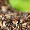 Southern wood ant (nest)