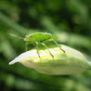 Green Shield Bug 