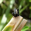 Black flea beetle