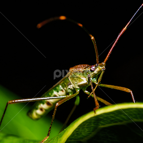 by Dayu Irianto - Animals Insects & Spiders