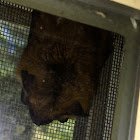 Big Brown Bat