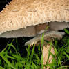 Parasol mushroom, Apagador