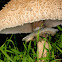 Parasol mushroom, Apagador