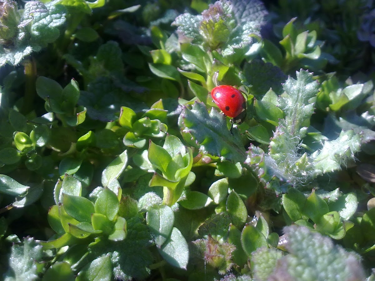 Seven-spotted ladybug