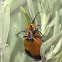Tailed Net-winged beetles mating