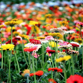 by Wan Azizul Azar Aziz - Flowers Flower Gardens