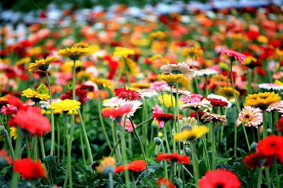 by Wan Azizul Azar Aziz - Flowers Flower Gardens