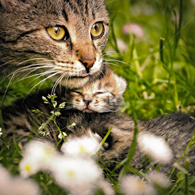mother cat with a Tiny :) by Katka Kozáková - Animals - Cats Kittens