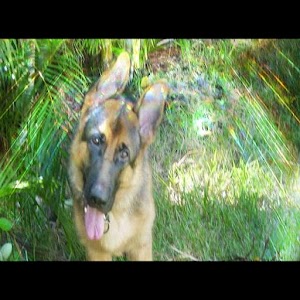 Barking Alarm Clock.apk 1.0