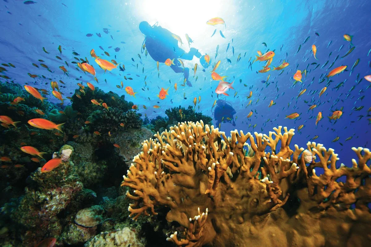 Windstar-Cruises-scuba-diving-tropics-2 - A Windstar cruise will take you to destinations where you can experience the thrill of diving in the deep blue waters of the tropics.