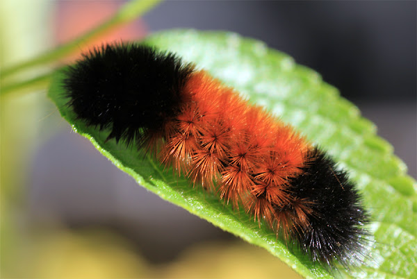 Woolly Bear Caterpillar | Project Noah