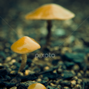 Growth  by Barak Johnson - Nature Up Close Mushrooms & Fungi