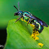 Sweat bee