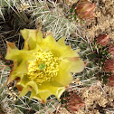 Prickley pear cactus