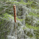 Broad-Leaved Cattail