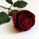 Rose Wallpapers 2