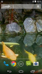 Koi Pond Video Live Wallpaper