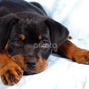 by Linda Jansen van Rensburg. - Animals - Dogs Portraits