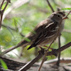 White-crowned Sparrow     juvenile