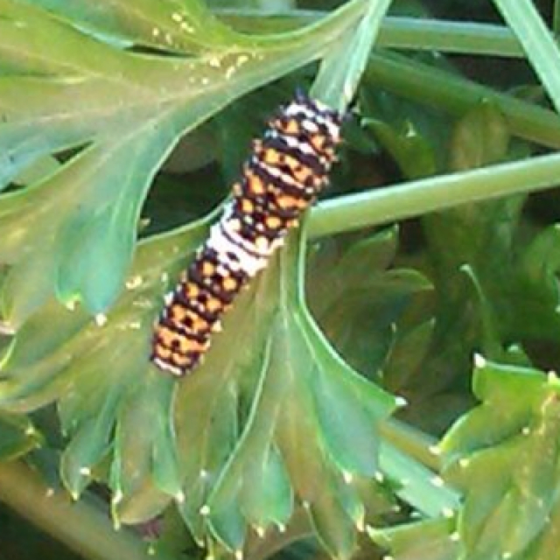 Black Swallowtail caterpillars