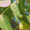Galls on a leaf
