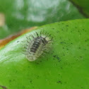 Larvae (Fungus Eating Ladybird)