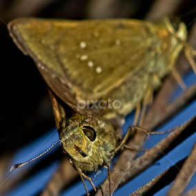 macro by Mohammed Arief - Animals Insects & Spiders