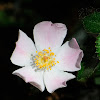 Dog rose; Rosal silvestre