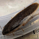Speckled Cockroach