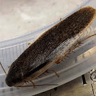 Speckled Cockroach