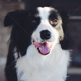 My best friend! 🐾 by Jenna Line - Animals - Dogs Portraits