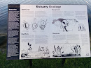 Estuary Ecology