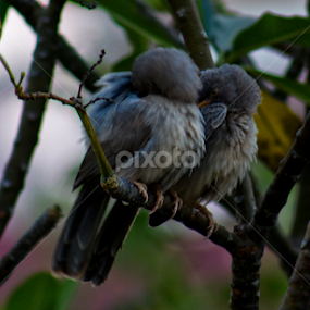 Love ... by Tushar Bharwada - Animals Birds