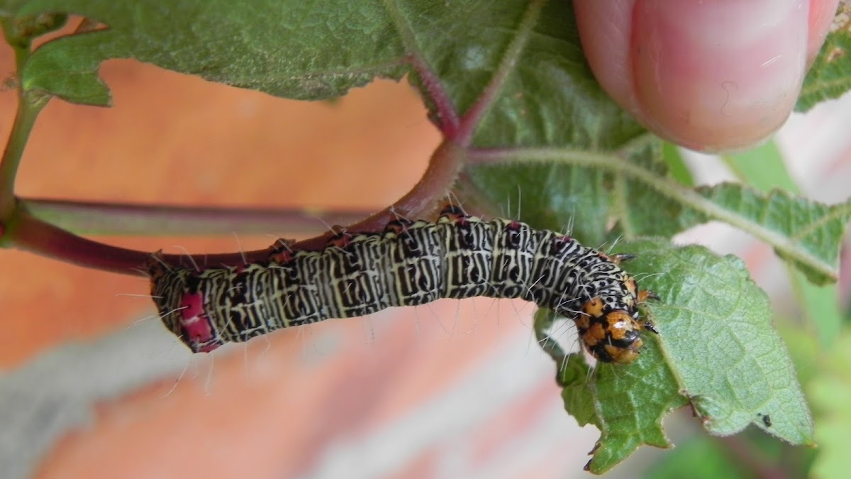 Caterpillar- Mistletoe Moth