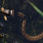 viperine water snake