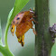 Plant-feeding ladybird beetle