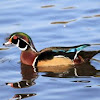 Wood Duck